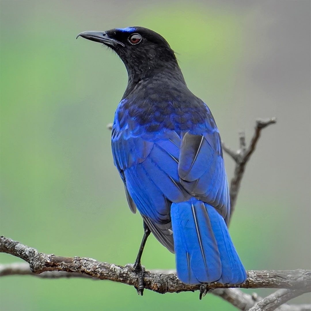 Origin Image 1